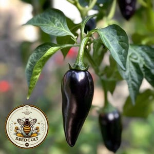 Organic Black Jalapeño Seeds, Hot Peppers, Jalapeno, Capsicum Annuum CH0910