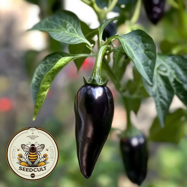 Organic Black Jalapeño Seeds, Hot Peppers, Jalapeno, Capsicum Annuum CH0910