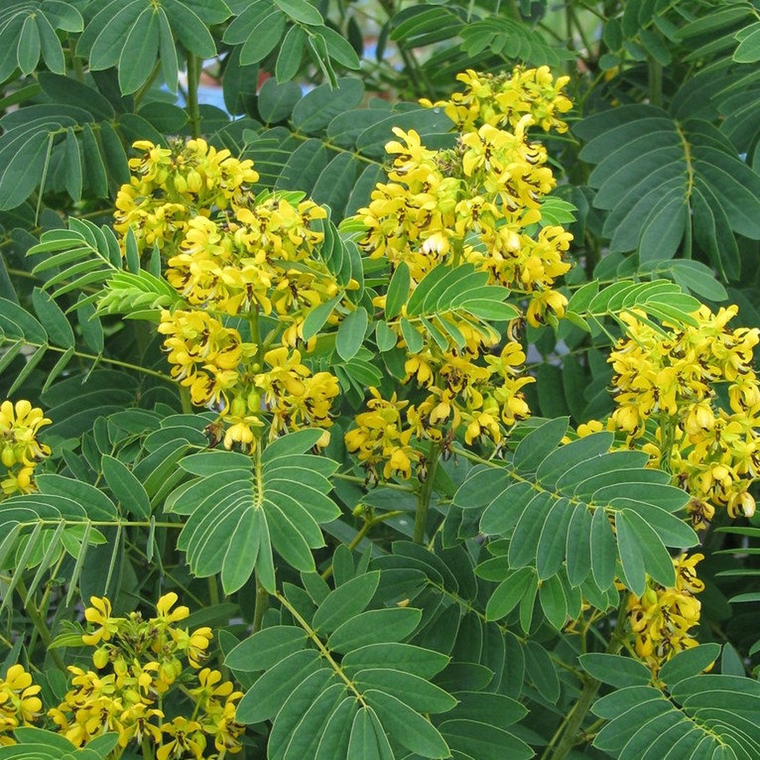 NEW Wild Senna Seeds, US Native, Senna Hebecarpa SE2015 - Etsy