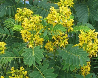 NEW! Wild Senna Seeds, US Native, Senna Hebecarpa SE2015