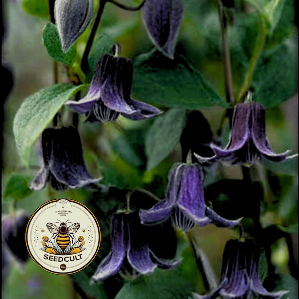 NEW! Witches Hat, Virgin's Bower, Solitary Clematis, Clematis Integrifolia CT2610
