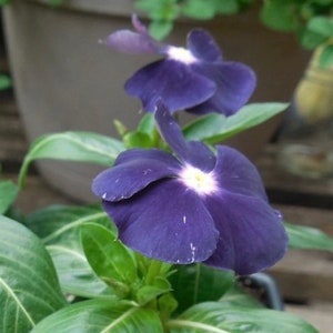 May include: Close-up of two dark purple periwinkle flowers with white centers. The flowers are in bloom and have green leaves.