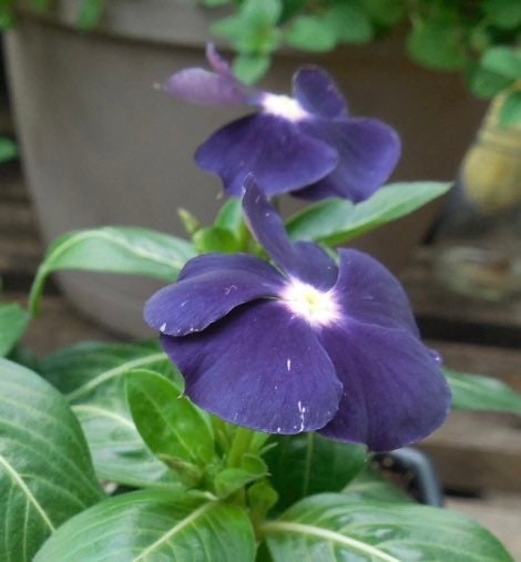 Blueberry Tattoo Vinca Seeds, Periwinkle, Catharanthus Roseus VN0310