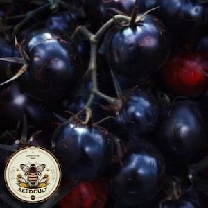 Dancing with Smurfs Tomato Seeds, Heirloom, Non-GMO, Solanum Lycopersicum LY2220