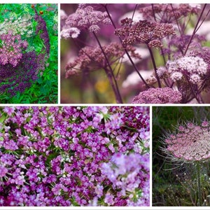 May include: A collage of images showcasing various purple and white wildflowers. The close-up shots highlight the intricate details of the blossoms, with a focus on their delicate structures and vibrant colors. The flowers are set against a natural green backdrop.