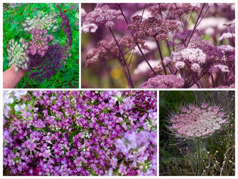 May include: A collage of images showcasing various purple and white wildflowers. The close-up shots highlight the intricate details of the blossoms, with a focus on their delicate structures and vibrant colors. The flowers are set against a natural green backdrop.