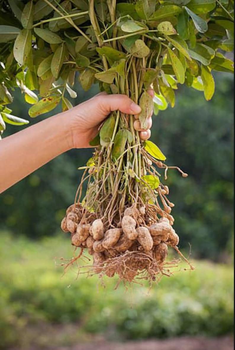 Organic Jumbo Peanut Seeds, Arachis Hypogaea AR0210 image 1