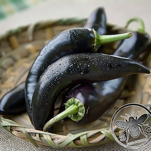 May include: A close-up of four dark purple chili peppers in a woven basket. The peppers are shiny and wet, with water droplets on their surface. The basket is made of natural materials and has a light brown color.
