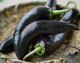 NEW! Count Dracula Pepper Seeds, Black Gothic Fang Hot Peppers, Capsicum Annuum, CH2110