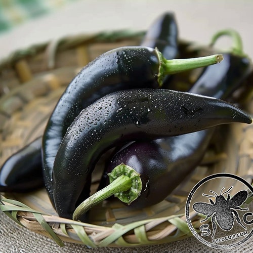 Count Dracula Pepper Seeds, Black Gothic Fang Hot Peppers