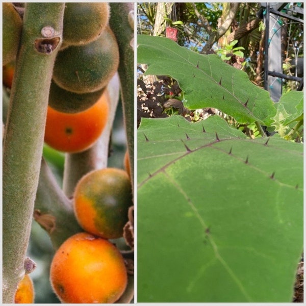 Naranjilla Seeds, Bed of Nails, Lulo, Solanum Quitoense QU0110
