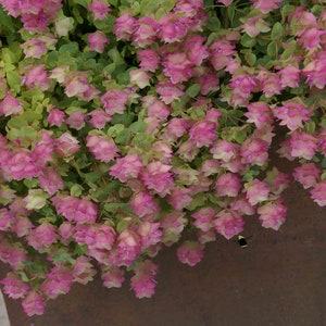 Puede incluir: Una planta en maceta con flores rosas y blancas. La planta est&aacute; en una maceta marr&oacute;n y las flores est&aacute;n en flor.