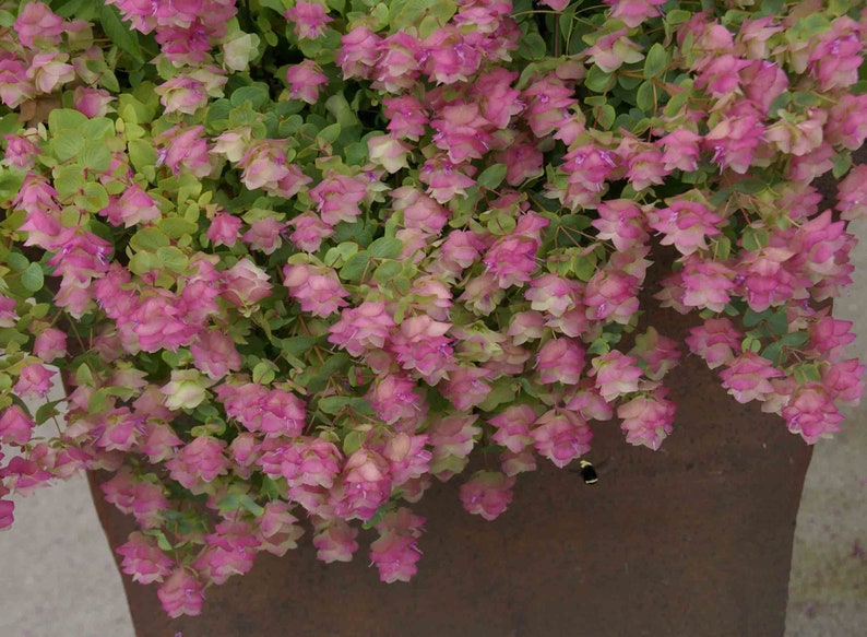 Puede incluir: Una planta en maceta con flores rosas y blancas. La planta est&aacute; en una maceta marr&oacute;n y las flores est&aacute;n en flor.