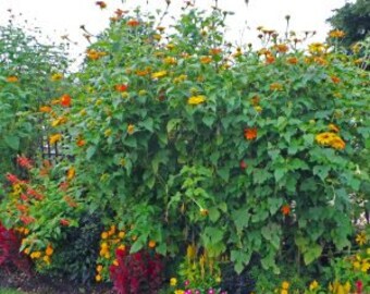 40 Mexican Sunflower Seeds, Torch, Tithonia Rotundifolia TI0140