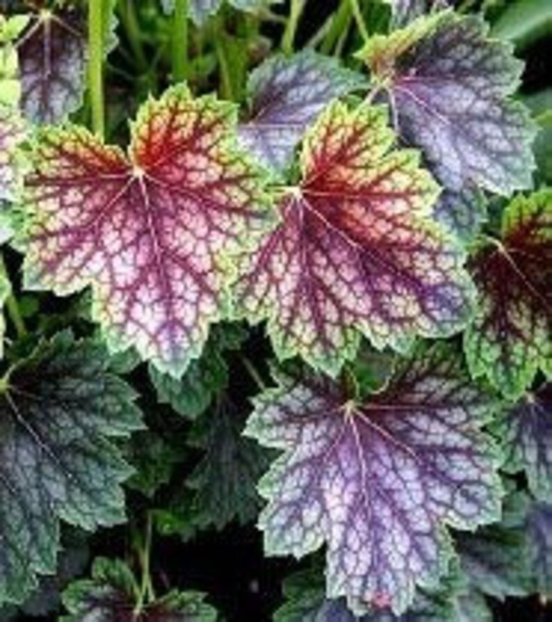 Dales Strain Coral Bells Shade Plant Seeds Indoor Plants | Etsy