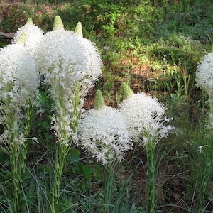 50 Bear Grass Seeds, Organic Xerophyllum Tenax XP0150