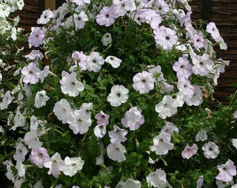 NEW! Tickled Blush Vining/Trailing Petunia Seeds, 6 foot long petunia, Petunia Hybrida PE5510P