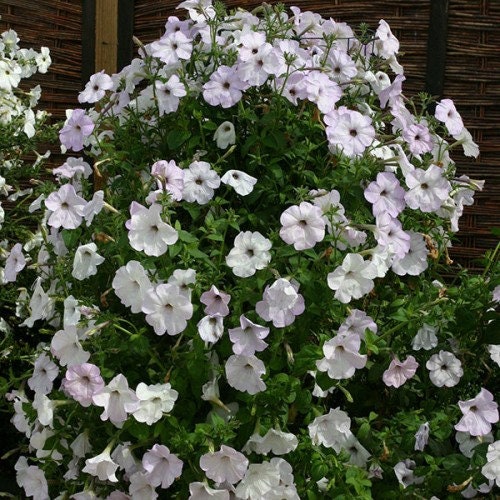Tickled Blush Vining/Trailing Petunia Seeds, 6 foot long petunia, Petunia Hybrida PE5510P