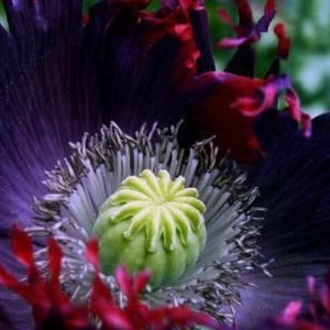 May include: Close-up of a poppy flower with dark purple petals and a red center. The flower is in full bloom and the center is visible, showing the green seed pod.