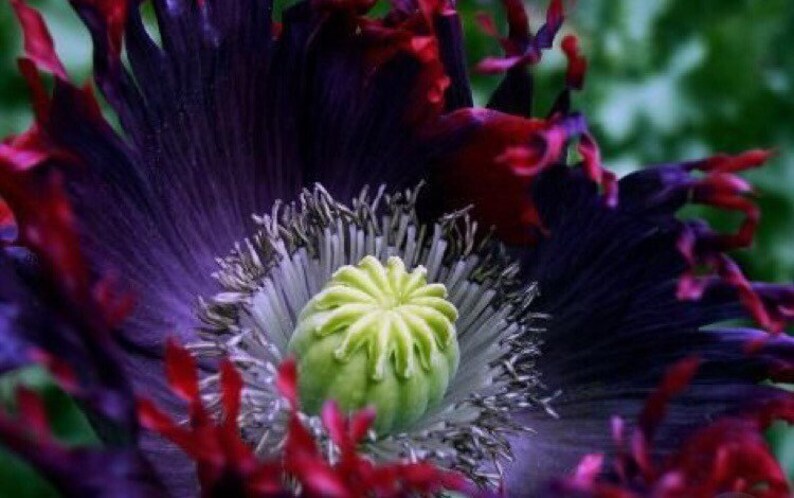 May include: Close-up of a poppy flower with dark purple petals and a red center. The flower is in full bloom and the center is visible, showing the green seed pod.