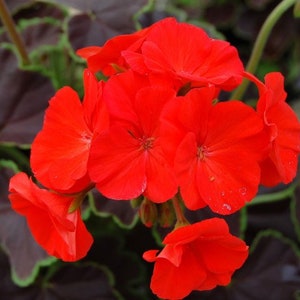 Black Velvet Red Geranium Seeds, 10 Coated Seeds PZ4110
