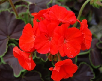 Black Velvet Red Geranium Seeds, 10 Coated Seeds PZ4110