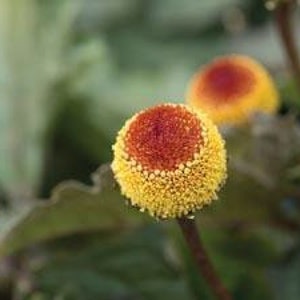 Medicinal Toothache Plant Seeds, Organic Bullseye Natural sore throat treatment, Home Remedy, Spilanthes Acmella SP4150 image 5