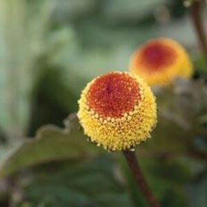 May include: Close-up of two yellow and red flower buds with a fuzzy texture.
