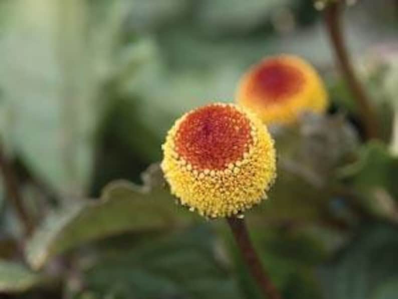 May include: Close-up of two yellow and red flower buds with a fuzzy texture.