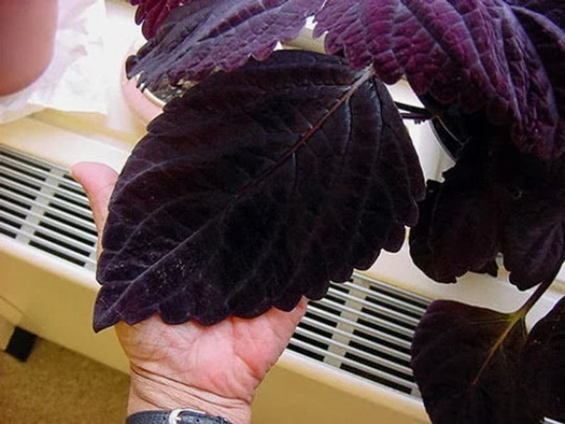 May include: A close-up of a dark purple plant with large, crinkled leaves. The leaves have a velvety texture and are being held in a person's hand.