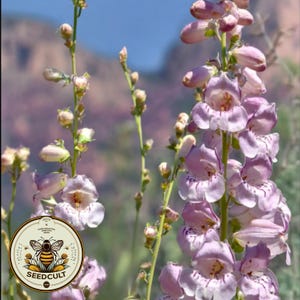 May include: Image of Penstemon flowers with pale purple petals and dark purple markings. The flowers are in full bloom, with some buds visible. The background shows a mountain range and a blue sky. A circular logo with a bee and the text "SEEDCULT" is in the lower left corner.