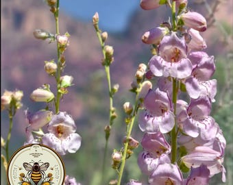 May include: Close-up of Penstemon flowers with light purple petals and dark purple markings. The flowers are in full bloom, with a few buds visible. The background features a mountain range and a blue sky. A circular logo with a bee and the text "SEEDCULT" is in the lower left corner.