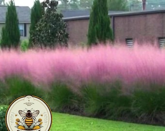 Pink Muhly Grass Seeds, Perennial Muhlenbergia Capillaris  MU0130