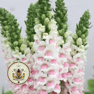 May include: A cluster of snapdragon flowers featuring tall, vertical spikes with white petals and soft pink centers. A circular logo with a bee illustration and the text SEEDCULT is positioned over the lower left portion of the flower stems.