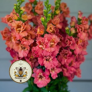 May include: A vibrant bouquet of pink and peach snapdragons. The flowers have ruffled petals and are clustered together. The image includes a circular logo with a bee and the text "SEEDCULT". The flowers are in full bloom, showcasing their intricate details.