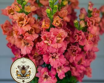 NEW! Madame Butterfly Cherry Bronze Snapdragon Seeds, Double Flowering, Ruffled Antirrhinum Majus AN7325