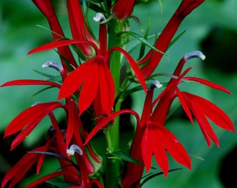 Bulk Red Cardinal Flower Seeds, Lobelia Cardinalis LO201C