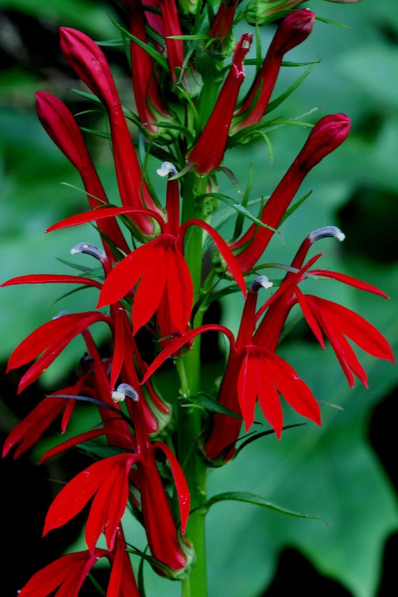 Bulk Red Cardinal Flower Seeds, Lobelia Cardinalis LO201C