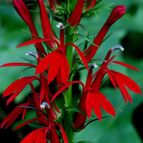 Bulk Red Cardinal Flower Seeds, Lobelia Cardinalis LO201C