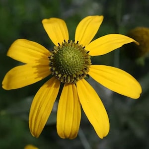 Native Cut Leaf Coneflower Seeds, Rudbeckia Lacinata RU0625