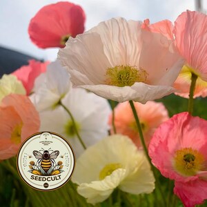 May include: A cluster of blooming poppy flowers in shades of white, soft pink, and vibrant coral, each featuring delicate, crinkled petals and a central yellow stamen. A circular logo with a bee illustration and the text SEEDCULT is visible.