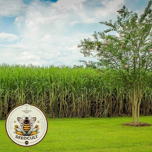 50 Organic Sugar Cane Seeds, Rox Orange Sorghum, Sorghum Bicolor SU0150
