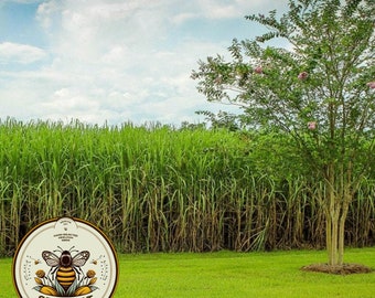 たくみ　　　　　　　　　　　　　　　　　　　　　　　　Sugar Cane Zulka Pure Cane Sugar, 8 lb, Vegan & Plant Based and Non GMO