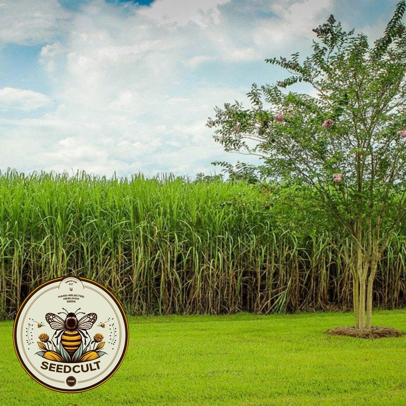 May include: A green field with a row of tall green plants. A tree with pink flowers is in the foreground. A round logo with a bee and the text "SEEDCULT" is in the lower left corner.