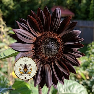 May include: A dark chocolate brown sunflower with a textured central disk and long, pointed petals. A circular logo is overlaid on the lower left, featuring a bee illustration and the text SEEDCULT, HAND-SELECTED HEIRLOOM SEEDS.