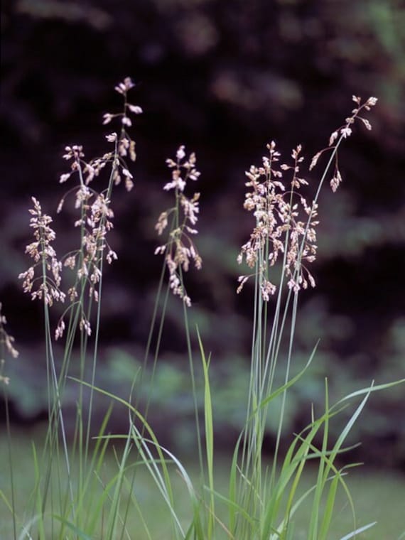 40 Sweetgrass Seeds, WINTER PLANTING Hierochloe Odorata, Vanilla