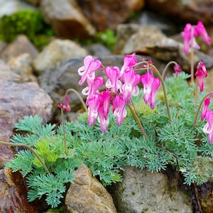 Wild Bleeding Heart Seeds, US Native Wildflowers, Fringed Bleeding Heart, Dicentra Eximia, DS0210