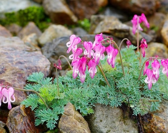 Wild Bleeding Heart Seeds, US Native Wildflowers, Fringed Bleeding Heart, Dicentra Eximia, DS0210