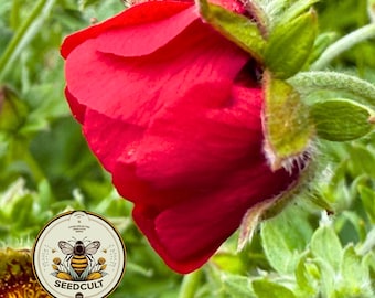 100 Scarlet Cinquefoil Seeds, US Native, Potentilla Thurberi PN211C