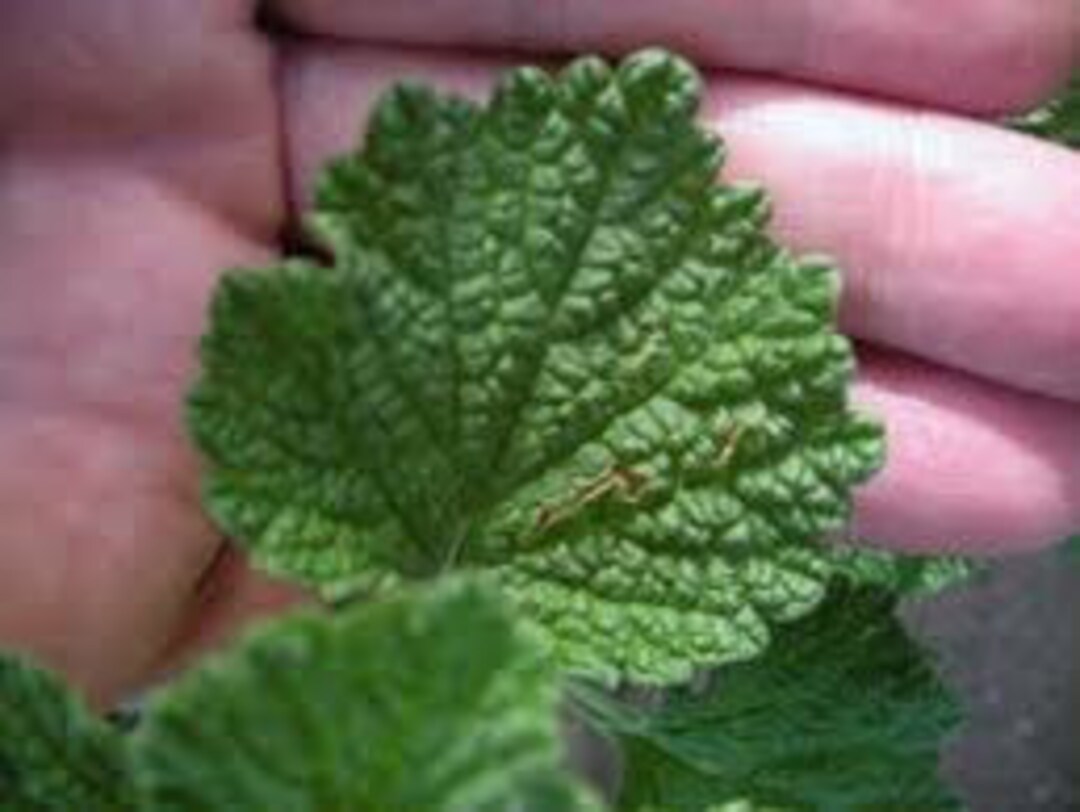 50 Horehound Seeds Licorice/root Beer Marrubium Vulgare Etsy